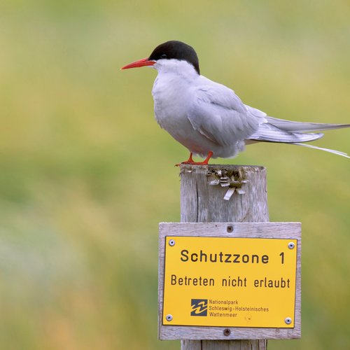 ©Adam_Schnabler_93_Küstenseeschwalbe