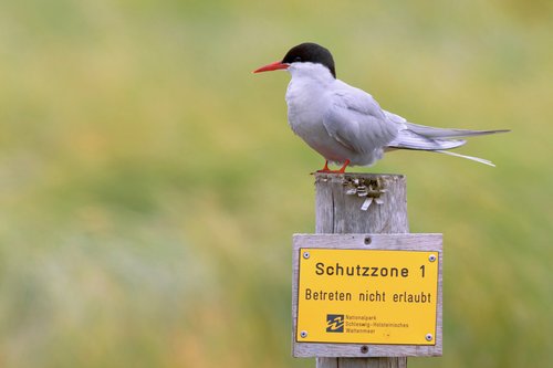 ©Adam_Schnabler_93_Küstenseeschwalbe