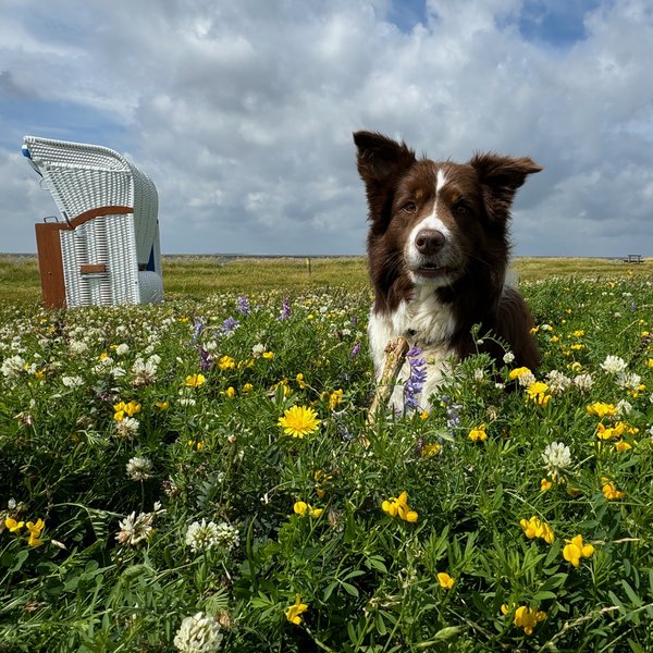 Urlaub mit Hund Strandkorb