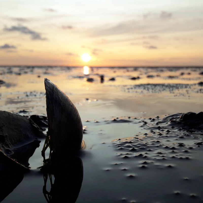 Wattenmeer
